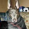 flaco.n.luna