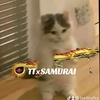 ttsamurai66