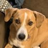 sahara_themutt