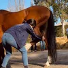 ms.osteopata.animale