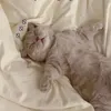 jiskshddbdb