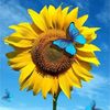 sunflower__803
