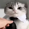 furanya_