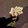maali_zayad