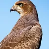 user69uyrizlqb