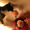 _dilek_86