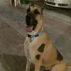 gruci_3