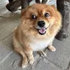 amazingcoffeedog