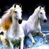 arzu79340