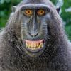monkey0000005