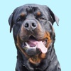 opie_rottie_king