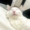 floofy.kitty