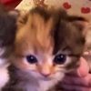 oneina_emilyon