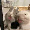 puppy1234567890__
