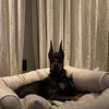 jana13_4