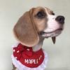 maple.mahbeagle