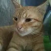 kucingmeongp