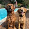 sully.murphy.thegoldens