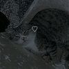 _nuray099