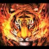 sevincaliyeva637