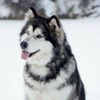 كل ما يخص كلب الهاسكي🐕🐾