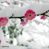 rainhoneyflores