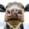 cowthatmeows