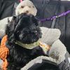 dogmom090909