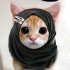 pp.kucing.oyen.lucu