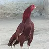 kpk_aseel_48
