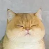 xyyiuu_wang
