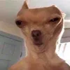 skibdi016