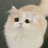 win_p_p_phyo12