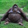 obese_monke69420