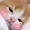 meocutedangiumeow