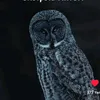 sova1nbh2l94