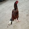 ismailbaloch411