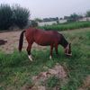 mubsher_nazar