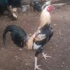 user9nilht56a8