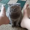 nati.meowczyciel