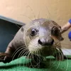 nutria_delba