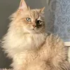 mishaelias2