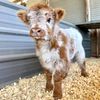 Miniature highland cows