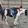 ems.equine_