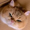 Cute pet