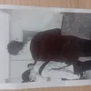 bustydn