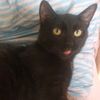 hot.cat.rbst