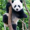pandatercomel