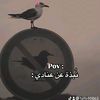 farah.ellakany