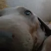 pancho_del_monte